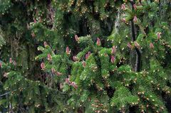 Picea × fennica