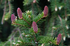 Picea × fennica