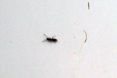 Technomyrmex albipes