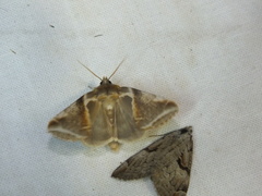 Habrosyne pyritoides