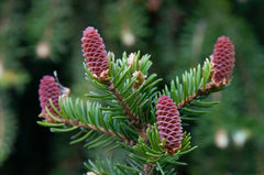 Picea × fennica
