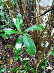 Ardisia sieboldii