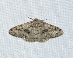 Phigalia denticulata