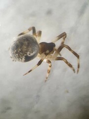 Dipoena melanogaster