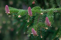 Picea × fennica