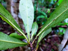 Ardisia sieboldii