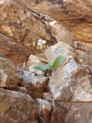 Ornithogalum richtersveldensis