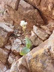 Ornithogalum richtersveldensis