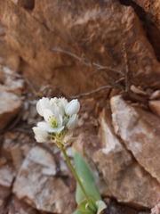 Ornithogalum richtersveldensis