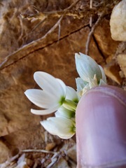 Ornithogalum richtersveldensis