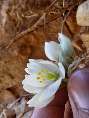 Ornithogalum richtersveldensis