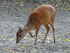Cephalophorus natalensis natalensis
