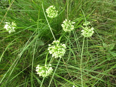 Allium stellerianum