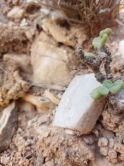 Tylecodon bodleyae