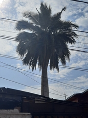 Jubaea chilensis