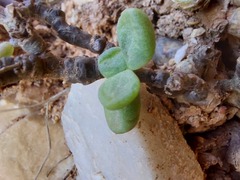 Tylecodon bodleyae