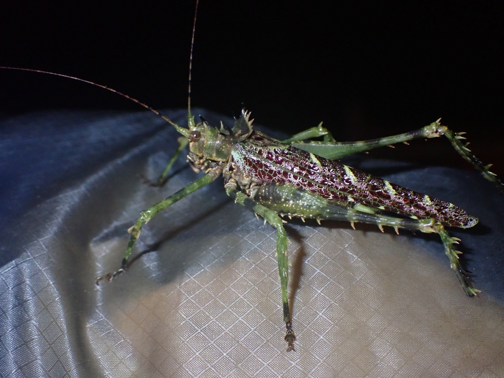 Championica coronata