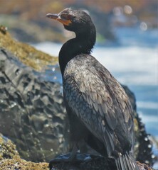 Microcarbo coronatus