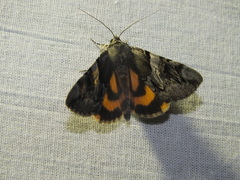 Catocala fulminea