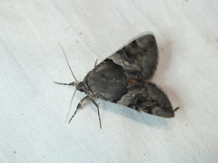 Catocala fulminea
