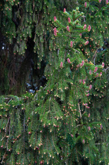Picea × fennica