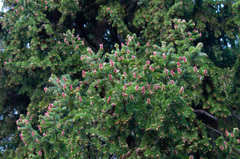 Picea × fennica