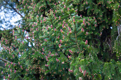 Picea × fennica