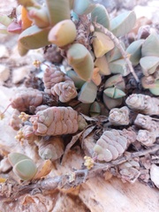 Crassula columnaris