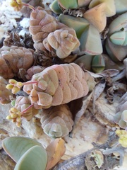 Crassula columnaris