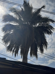 Jubaea chilensis