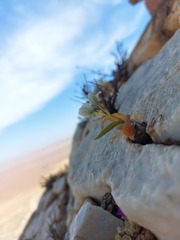 Ornithogalum richtersveldensis