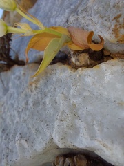 Ornithogalum richtersveldensis