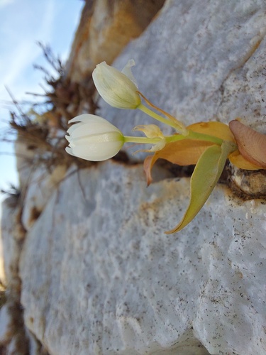 Richtersveld Star (Ornithogalum richtersveldense)
