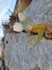 Ornithogalum richtersveldensis