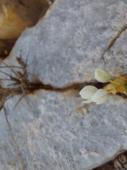 Ornithogalum richtersveldensis