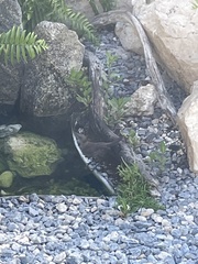 Quiscalus lugubris