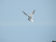 Sterna hirundinacea