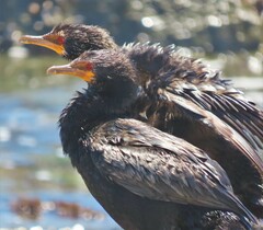 Microcarbo coronatus