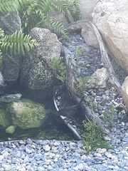 Quiscalus lugubris