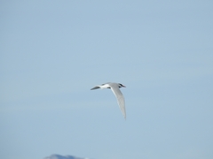Sterna hirundinacea
