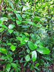 Tetrastigma formosanum
