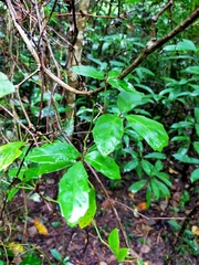 Tetrastigma formosanum