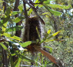 Banksia aemula