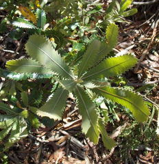 Banksia aemula