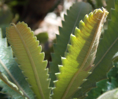 Banksia aemula