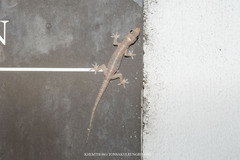 Hemidactylus brookii