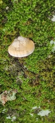 Truncospora ochroleuca
