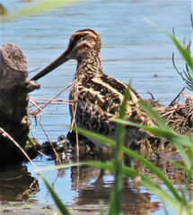 Gallinago nigripennis