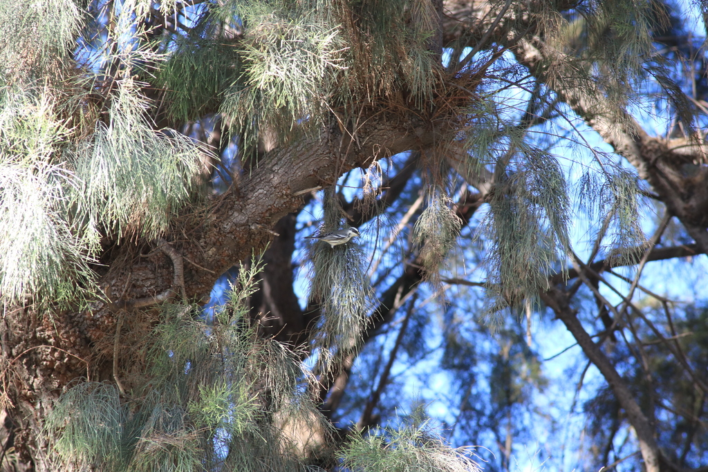 Black-throated Gray Warbler from Camarillo, CA, USA on September 13 ...