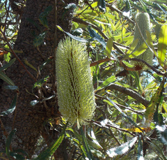 Banksia aemula